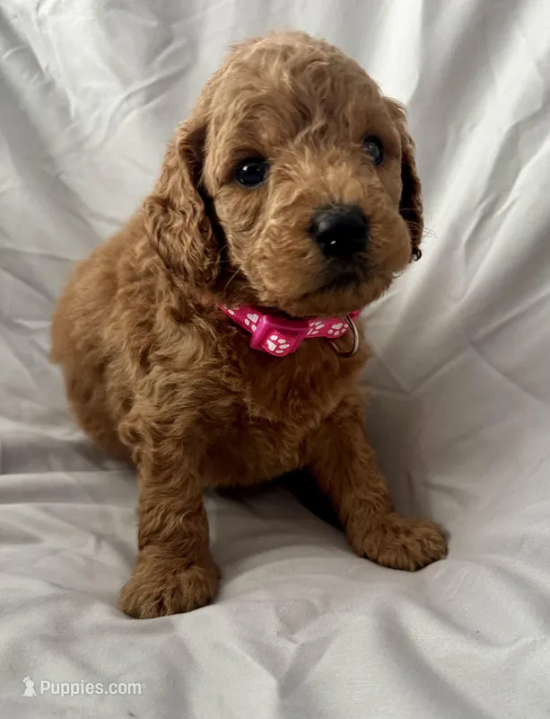 Pinky – Miniature Goldendoodle puppy for sale in Jacksonville, FL