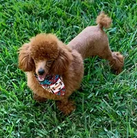 Pinky, a female Goldendoodle and Miniature Goldendoodle for sale in Jacksonville, FL – Photo 3 of 3