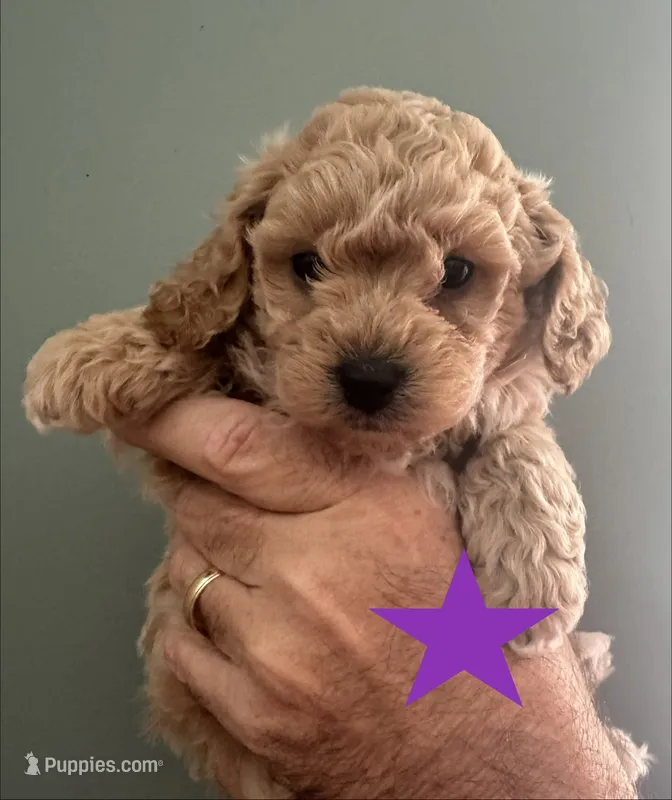 Scout – Bichon Frise, Poodle - Toy  puppy for sale in Jacksonville, FL