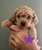 Scout, a male Bichon Frise and Poodle - Toy  for sale in Jacksonville, FL – 1 of 1