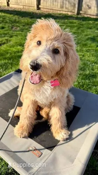 Sage – Labradoodle puppy for sale in Jacksonville, FL