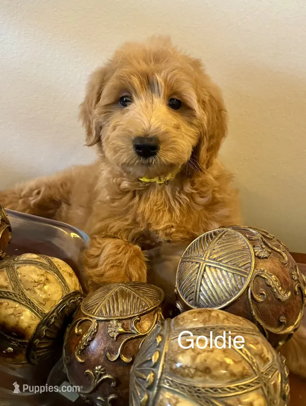 Goldie – Goldendoodle, Miniature Goldendoodle puppy for sale in Jacksonville, FL
