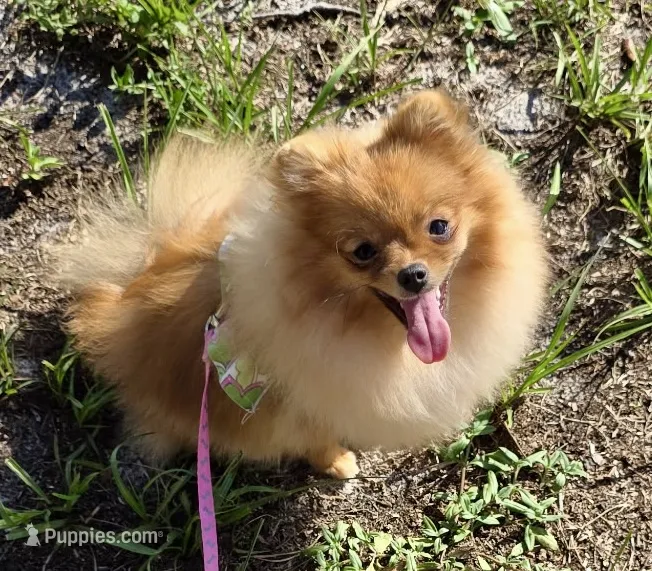 AKC Sofie – Pomeranian puppy for sale in Jacksonville, FL