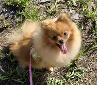 AKC Sofie CH Sired, a female Pomeranian for sale in Jacksonville, FL – 1 of 5