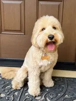 Taz, a male Labradoodle for sale in Jacksonville, FL – 3 of 4