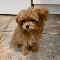 Lucy, a female Maltipoo and Maltipom for sale in Jacksonville, FL – Photo 1 of 4