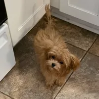 Lucy, a female Maltipoo and Maltipom for sale in Jacksonville, FL – Photo 3 of 4
