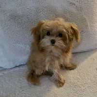 Lucy, a female Maltipoo and Maltipom for sale in Jacksonville, FL – Photo 4 of 4