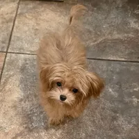 Lucy, a female Maltipoo and Maltipom for sale in Jacksonville, FL – Photo 2 of 4