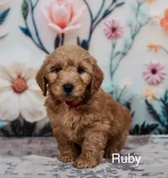 Ruby, a female Goldendoodle and Miniature Goldendoodle for sale in Jacksonville, FL – 1 of 2
