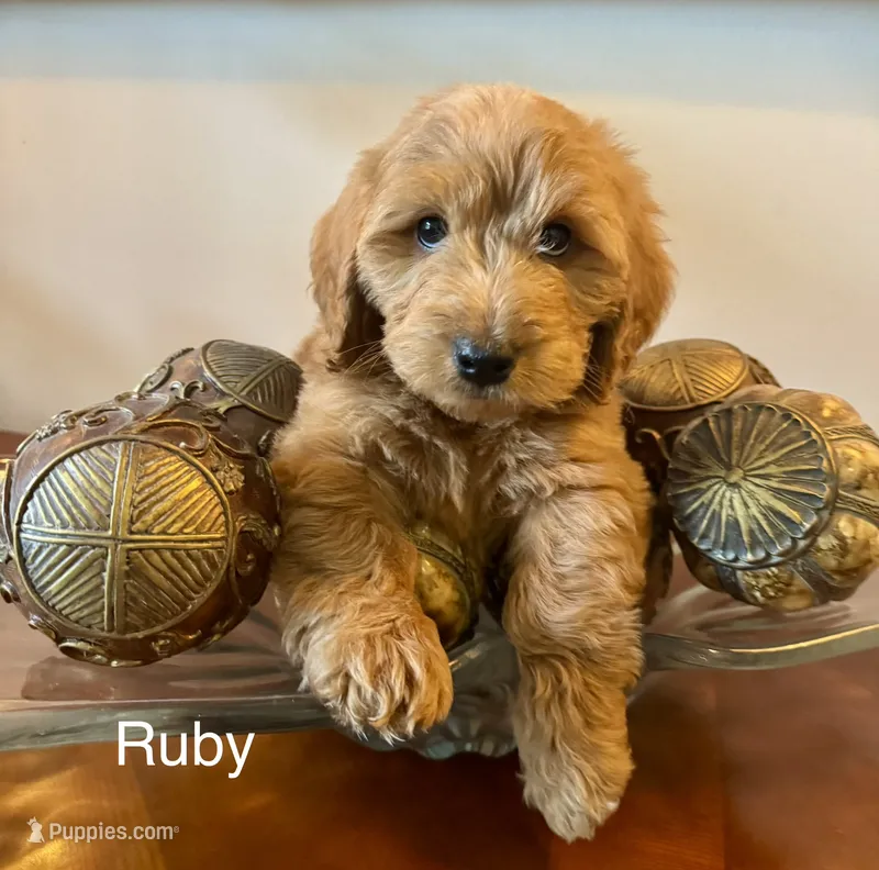Ruby – Goldendoodle, Miniature Goldendoodle puppy for sale in Jacksonville, FL