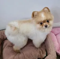 Nittany, a male Pomeranian for sale in Jacksonville, FL – Photo 3 of 4