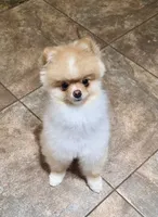 Nittany, a male Pomeranian for sale in Jacksonville, FL – Photo 2 of 4