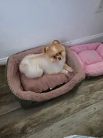 Nittany, a male Pomeranian for sale in Jacksonville, FL – Photo 1 of 4