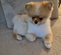 Nittany, a male Pomeranian for sale in Jacksonville, FL – Photo 4 of 4