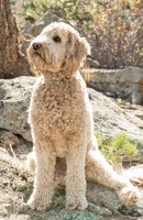 Taz, a male Labradoodle for sale in Jacksonville, FL – 4 of 4