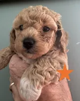 “Dolly” Madison, a female Bichon Frise and Poodle - Miniature  for sale in Jacksonville, FL – 2 of 2