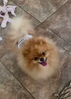 AKC Sofie, a female Pomeranian for sale in Jacksonville, FL – 4 of 4