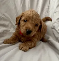 Ruby, a female Goldendoodle and Miniature Goldendoodle for sale in Jacksonville, FL – 2 of 2