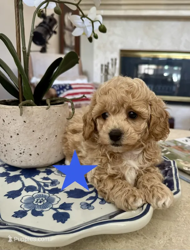 Boomer – Bichon Frise, Poodle - Toy  puppy for sale in Jacksonville, FL