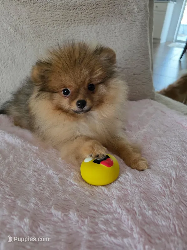 Sofie – Pomeranian puppy for sale in Jacksonville, FL