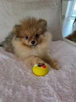 Sofie, a female Pomeranian for sale in Jacksonville, FL – Photo 1 of 3