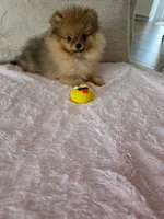 Sofie, a female Pomeranian for sale in Jacksonville, FL – Photo 2 of 3