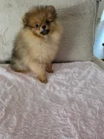 Sofie, a female Pomeranian for sale in Jacksonville, FL – Photo 3 of 3