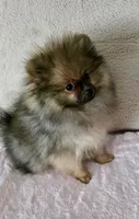 Sadie, a female Pomeranian for sale in Jacksonville, FL – Photo 3 of 5