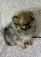 Sadie, a female Pomeranian for sale in Jacksonville, FL – Photo 1 of 5