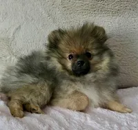 Sadie, a female Pomeranian for sale in Jacksonville, FL – Photo 4 of 5