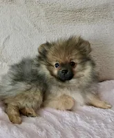 Sadie, a female Pomeranian for sale in Jacksonville, FL – Photo 5 of 5