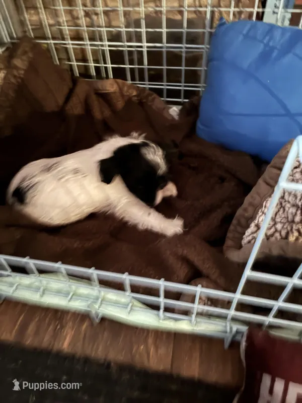 TBD – Yorkipoo puppy for sale in Flint Hill, VA