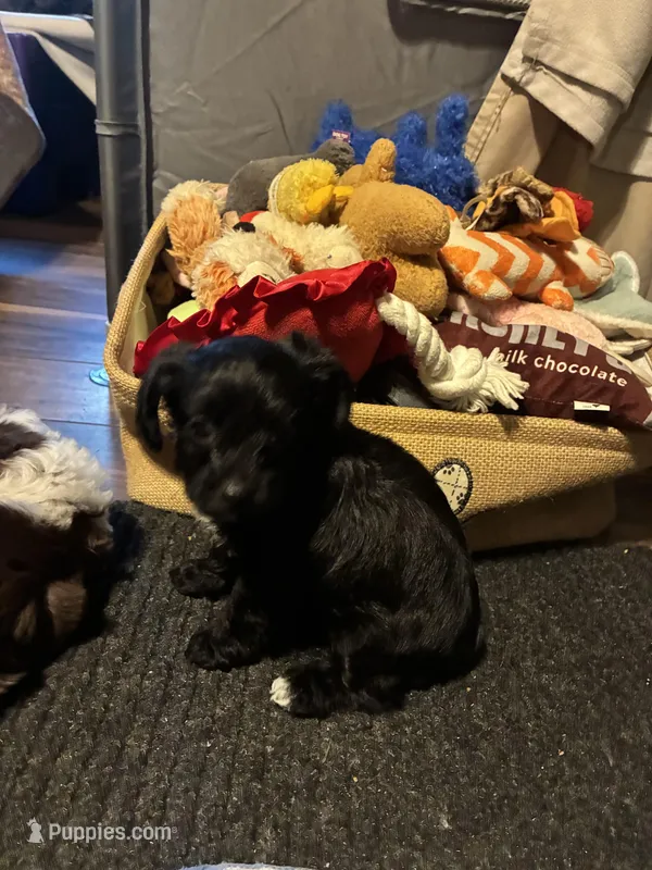 TBD – Yorkipoo puppy for sale in Flint Hill, VA