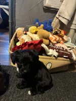 TBD, a female Yorkipoo for sale in Flint Hill, VA – Photo 4 of 4