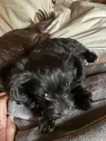 TBD, a female Yorkipoo for sale in Flint Hill, VA – Photo 3 of 4