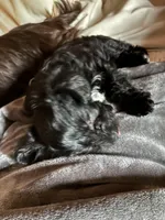 TBD, a female Yorkipoo for sale in Flint Hill, VA – Photo 2 of 4