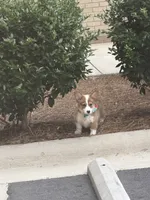 Rosie, a female Pembroke Welsh Corgi for sale in Gastonia, NC – 3 of 4