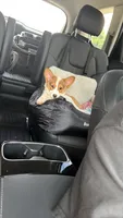 Rosie, a female Pembroke Welsh Corgi for sale in Gastonia, NC – 1 of 4