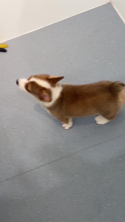 Rosie, a female Pembroke Welsh Corgi for sale in Gastonia, NC – 4 of 4