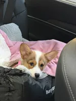 Rosie, a female Pembroke Welsh Corgi for sale in Gastonia, NC – 2 of 4