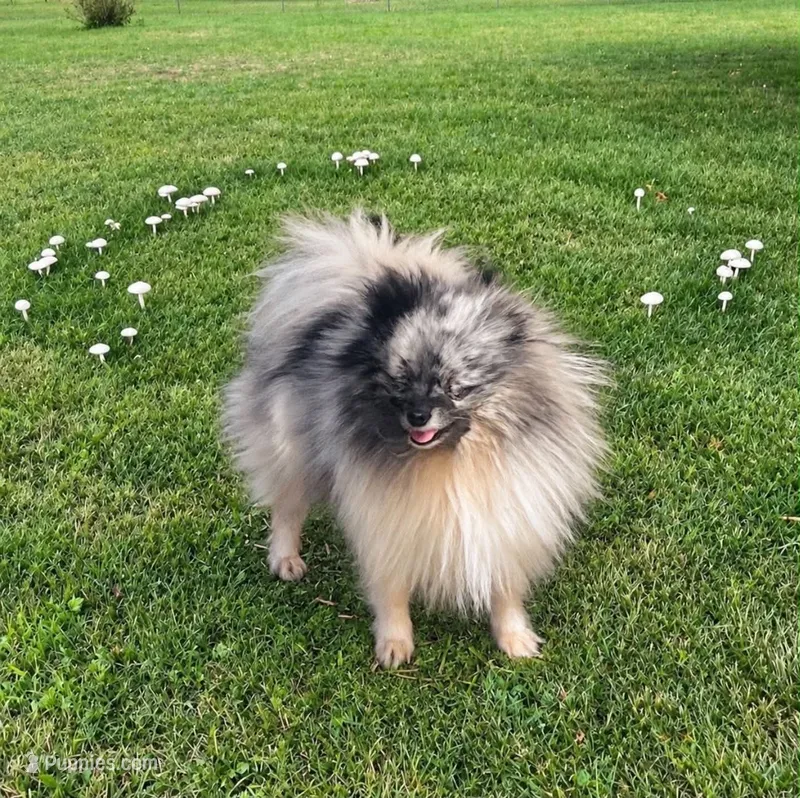 Jasper – Pomeranian puppy for sale in Crown City, OH