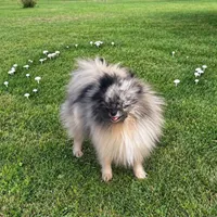 Jasper, a male Pomeranian for sale in Crown City, OH – 1 of 1
