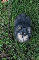 Teacup, a female Pomeranian for sale in Crown City, OH – 2 of 3
