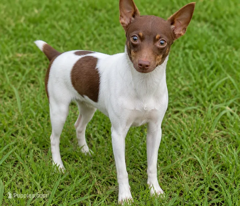 Coco – Toy Fox Terrier puppy for sale in Crown City, OH