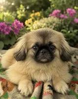 Jasmine, a female Pekingese for sale in Crown City, OH – 1 of 1