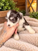 Male 1, a male Miniature Schnauzer for sale in Crown City, OH – 2 of 3
