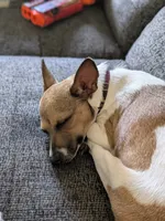 Coco, a female Toy Fox Terrier for sale in Crown City, OH – 3 of 3
