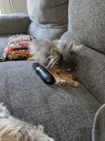 Teacup, a female Pomeranian for sale in Crown City, OH – 3 of 3