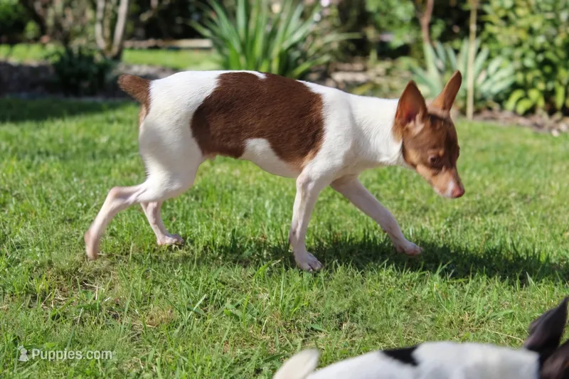 Choc tri  – Toy Fox Terrier puppy for sale in Crown City, OH